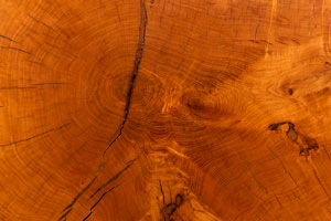 The History Tree at the Sturgis Historical Museum